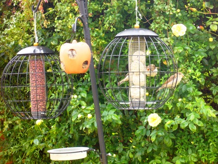Safe haven for sparrows and blue tits