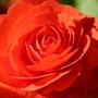 Reiger's Begonia (Begonia x hiemalis)