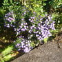 Aster 'Barbados'