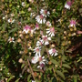 aster 'lady in black'