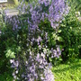 aster 'caliope' in full flower and morning sun
