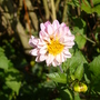 dahlia grown from seed (Dahlia pinnata (Dahlia))