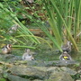 birds pictures