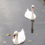 Swans on the Moat