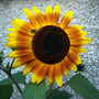 Autumn Beauty Sunflower & Visiting Bee (Helianthus annuus)