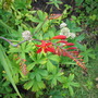 crocosmia? (Crocosmia x crocosmiiflora (Montbretia))