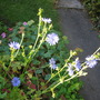 chicory