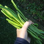 runner beans