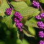American Beautyberry (Callicarpa americana L.)