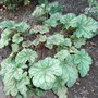 Heuchera 'Mint Frost' (Heuchera)