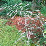 Aster_laterifolius__lady_in_black_