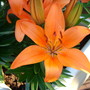 ASIATIC LILY: Orange Pixie