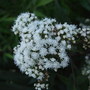 Eupatorium rugosum 'Chocolate' (Eupatorium rugosum (White snake root))