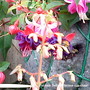 Fuchsia Dollar Princess Close up 2009-07-11  (Fuchsia)