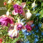 Fuchsia Eva Boerg close up in hanging basket 2009-10-12   (Fuchsia)