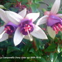 Fuchsia La Campanella close up 2009-10-12.  (Fuchsia)