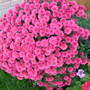 chrysanths