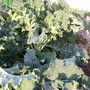 purple sprouting survued the cabbage white with the help of the wasps.