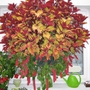 The Cat's Tails and Coleus - are STILL growing! (Acalypha hispida (Chenille plant) Catties' Tails and Coleus)