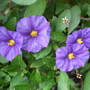 Solanum rantonneii (Royal Robe)