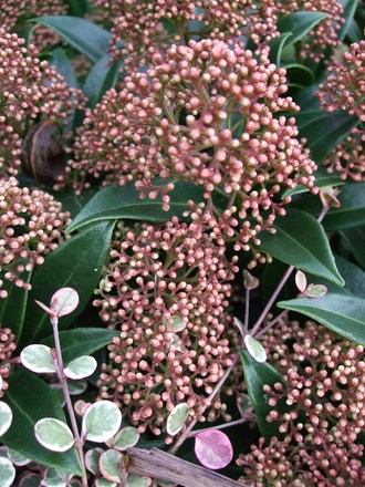 Skimmia japonica 'Marlot' (Skimmia japonica (Skimmia))
