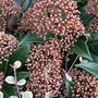 Skimmia japonica (Skimmia)