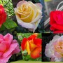 My Summer Roses.....