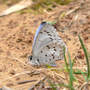 Spring_azure_underwing_on_mud_4-10-08_exc_sm