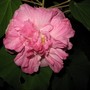 Hibiscus_mutabilis__faye___17_