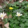 Lesser Celandine and Bloodroot (Ranunculus ficaria (Blameye))