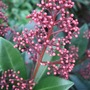 Skimmia japonica 'Rubella' (Skimmia japonica)