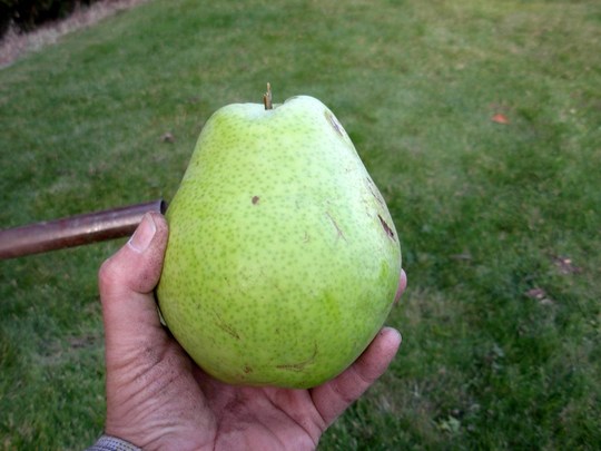 Now that's a pear! (Pyrus communis (Pear))