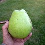 Now that's a pear! (Pyrus communis (Pear))