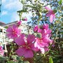 Lavatera