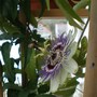 Passiflora