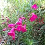 Penstemon