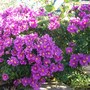 A short Michaelmas Daisy