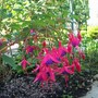 Peter Pan ( hardy fuchsia )
