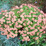 Chrysanthemum
