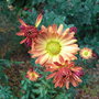 Chrysanthemum rubellum 'Apricot' (Chrysanthemum)