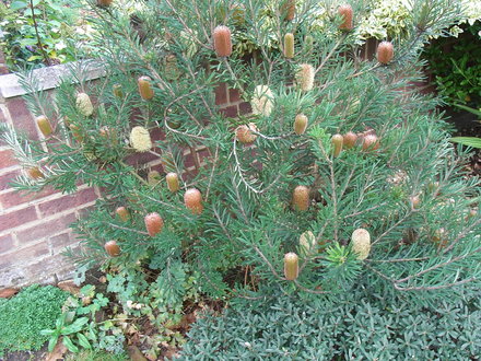Banskia marginata - 2009 (Banksia marginata)