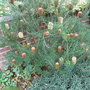 Banskia marginata - 2009 (Banksia marginata)