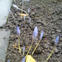 Crocus speciosus 'Conqueror' (Autumn flowering) (Crocus speciosus (large purple crocus))