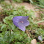 My Perennials (Campanula cochleariifolia 'Bavaria Blue')
