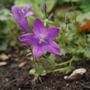 My Perennials (Campanula portenschlagiana (Dalmatian bellflower))