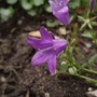 My Perennials (Campanula portenschlagiana (Dalmatian bellflower))