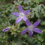 My Perennials (Campanula poscharskyana (Serbian bellflower))