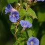 Grannyvine 