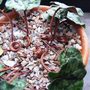 Cyclamen hederifoilium immature seedheads