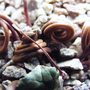 Cyclamen hederifolium immature seedheads